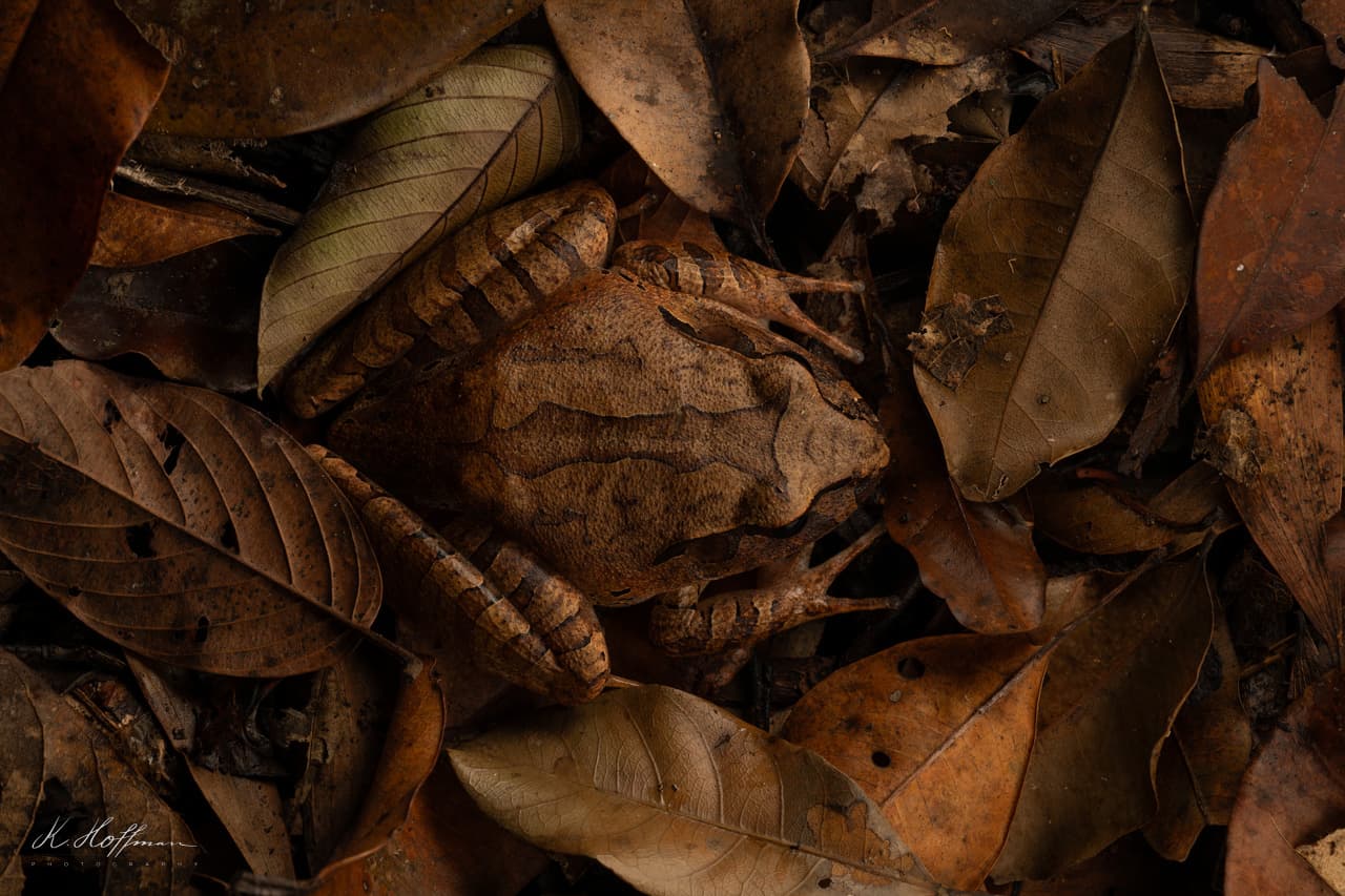 Žába fotografovaná v australském deštném lese